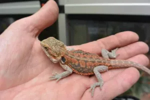 L'animalerie de la Jardinerie de la Jardinerie des 2 Vallées