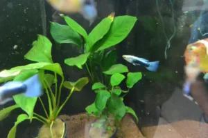 L'animalerie de la Jardinerie de la Jardinerie des 2 Vallées