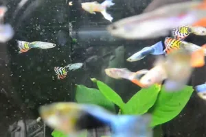 L'animalerie de la Jardinerie de la Jardinerie des 2 Vallées