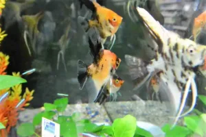 L'animalerie de la Jardinerie de la Jardinerie des 2 Vallées