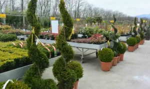 La pepiniere de la jardinerie des 2 vallées