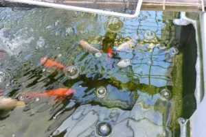 L'animalerie de la Jardinerie de la Jardinerie des 2 Vallées