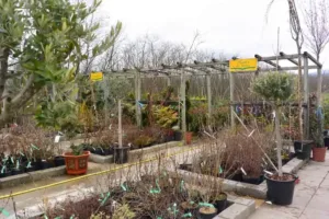 La pepiniere de la jardinerie des 2 vallées