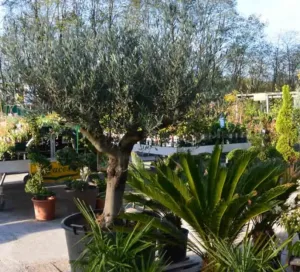 La pepiniere de la jardinerie des 2 vallées