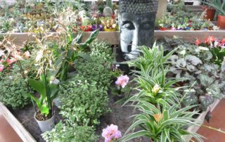 Aménagez votre intérieur avec les plante de la jardinerie animalerie des 2 Vallées à Cernay